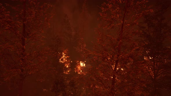 Wildfire Burns Ground in Forest