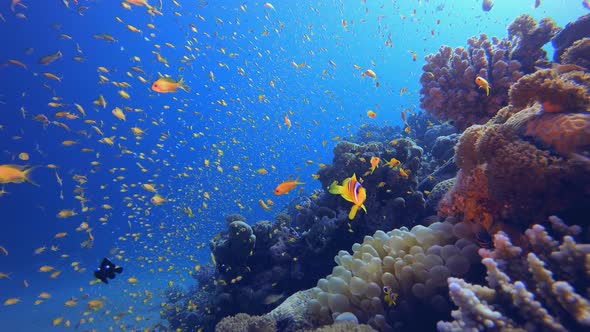 Tropical Underwater Fish Garden