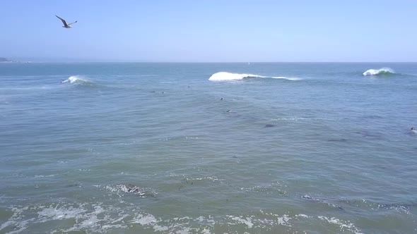 Slow motion of bird flying, surfers chill in the water waiting for the next wave. Daring aerial view