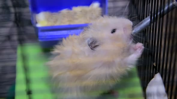 Cute Little Hamster Drinks Water in His Cage