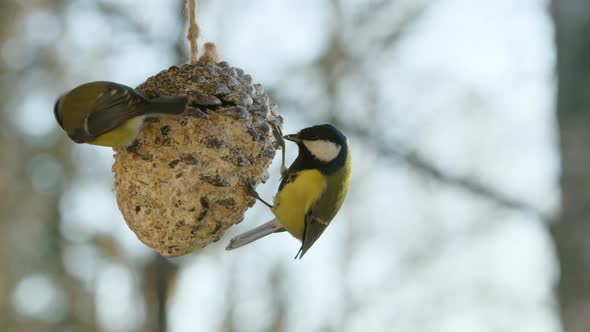 60FPS SLOW MOTION, Great tits landing, tussling and taking off from a feeder