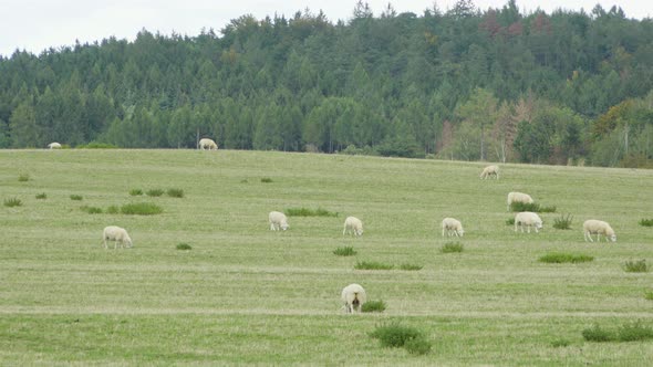 A Herd of Sheep Eats in a Big Green Field, Forest in the Background.