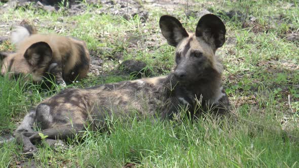 African wild dog stretching out and walks away