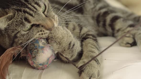 Young tabby cat plays with toy close up shot