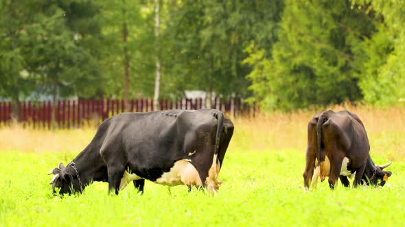 Cows graze in the meadow and eat grass. A beautiful picture of village life.