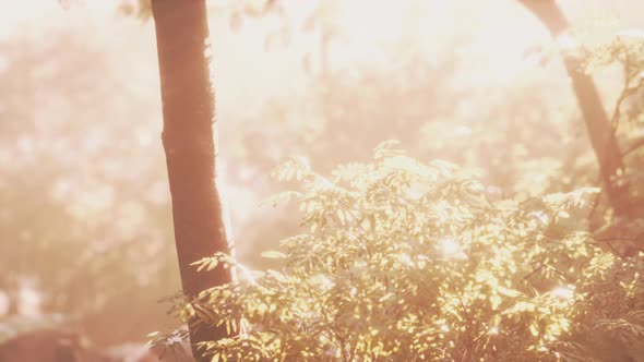 Beautiful Green Forest Glade in a Light of Sun