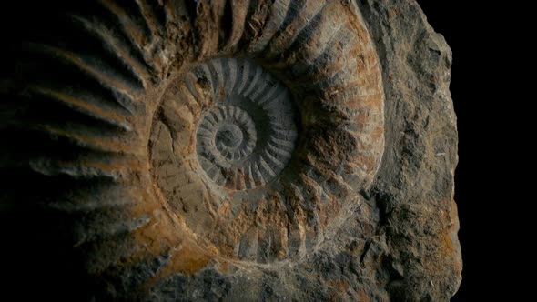 Passing Large Ammonite Prehistoric Fossil