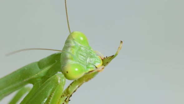 Closeup Praying Mantis On Gray Background