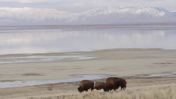 wide pan of bison in mountains