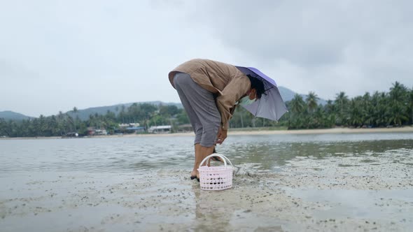 Local Thai Woman With A Handy Rake Is Looking For Some Fresh Clams In Low Tide Beach Of Koh Phangan