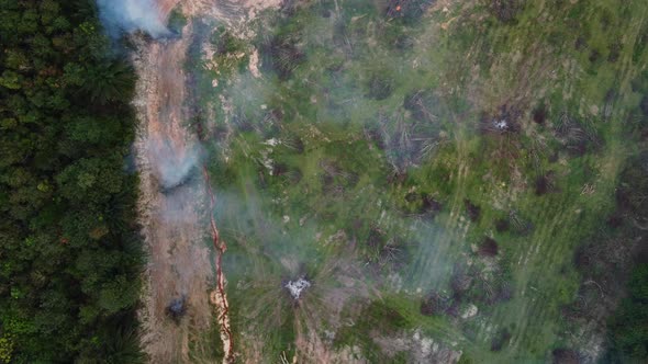 Aerial view burning of dead oil palm tree