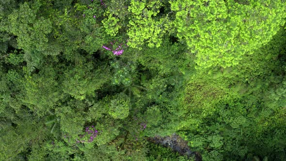 Aerial top view of a tree canopy and patches of purple flowers