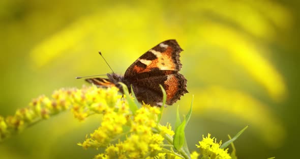 Small Tortoiseshell Butterfly Aglais Urticae Nymphalis Urticae is a Colourful Eurasian Butterfly