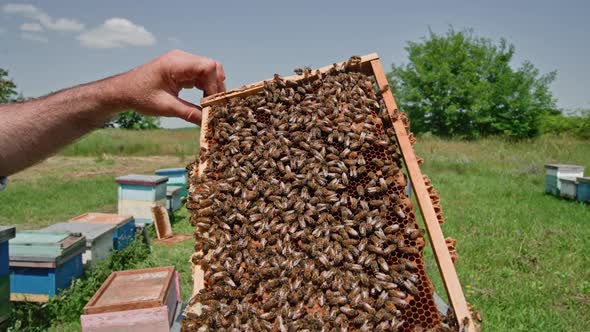 Swarm of bees working on honeycomb, carries honey and nectar