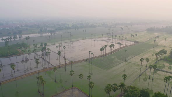 Aerial view of Dong Tan trees in green rice field in national park at sunset in Sam Khok district