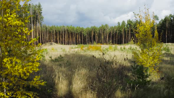 Change of seasons from autumn to winter in a pine forest on a sunny day