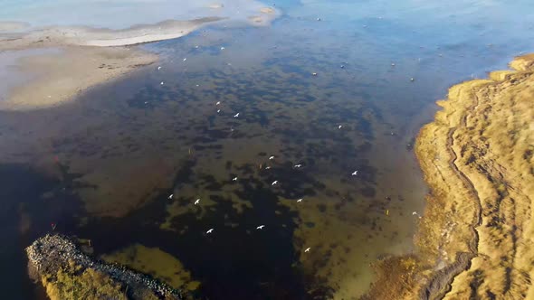 Aerial view of flying seabirds at the incredible beautiful coastline  in Sejerøbugten,Odsherred, Zea