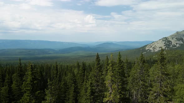 Beautiful coniferous trees and panorama of mountains