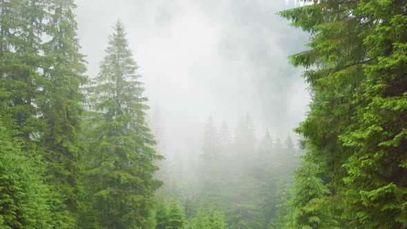 Dramatic Scenic Fog in Pine Forest on Mountain Slopes