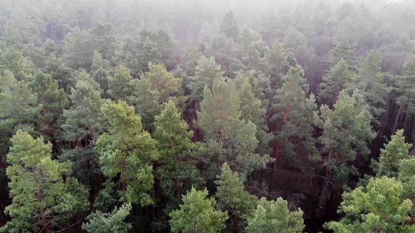 Flight Over the Coniferous Forest. Pine Forest Aerial View. Pine Tree and Green Needles. Ecology and