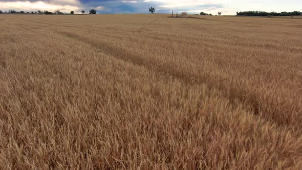 A fracking pad disrupts an otherwise perfect wheat field.