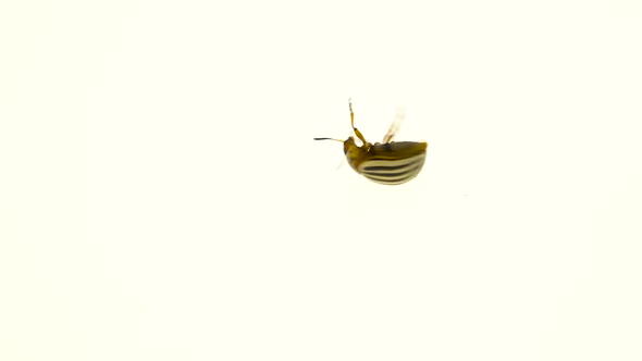 Colorado Beetle Spinning on Its Back in Front of a White Background
