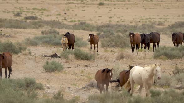 Herd of wild horses walking through the hot desert to watering hole