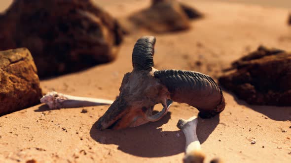 Ram Skull at Sand Beach