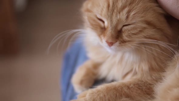 Man Strokes Cute Ginger Cat. Fluffy Pet Purrs with Pleasure. Cozy Home.