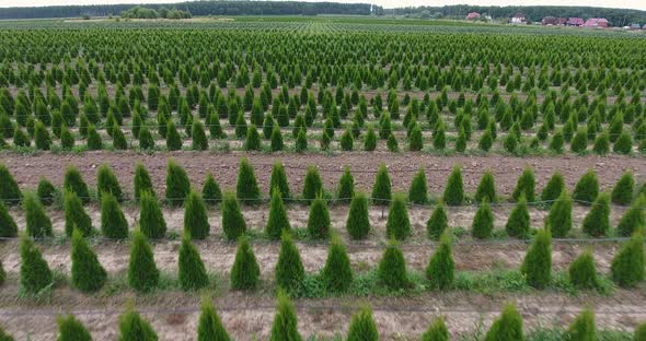 Flight Over the Seedlings Plantation of Thuja Occidentalis