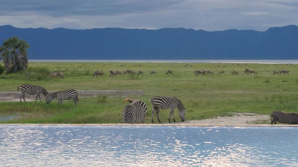 Infinity Swimming pool at Tarangire National park with Zebras grazing  - 4k