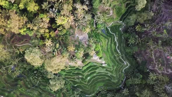 Bali Ubud Tegalalang Rice Terrace Paddies Fields Spinning Aerial