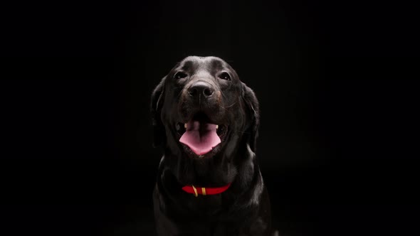 Black Labrador Wearing Red Collar on Black Background Closeup of Dark Retriever Dog with Open Mouth