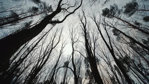 Dark Gloomy Forest and Treetops