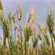 Spikelets of Wheat on a Large Field in Cloudy Summer Day. - VideoHive Item for Sale
