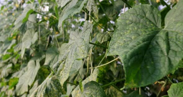 Cucumber Greenhouses