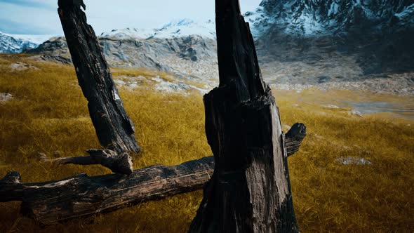 Burnt Tree Logs After Forest Fire