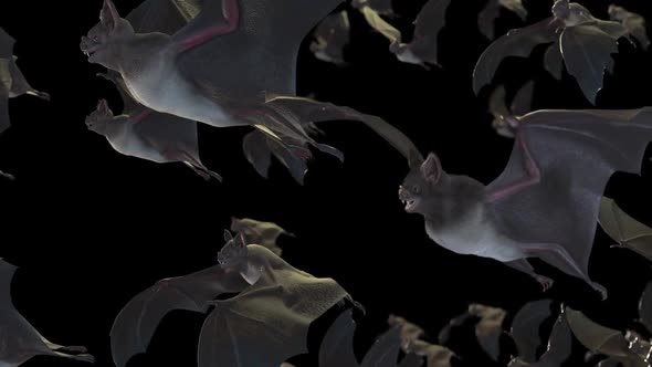 Bat Crowd Sideview Full Hd