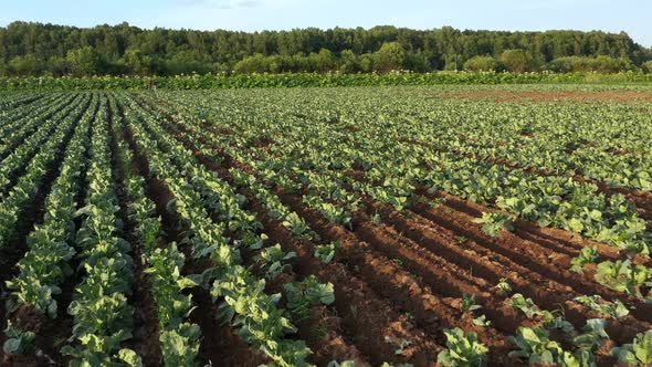 Cabbage Plantation in the Field. Vegetables Grow in a Rows