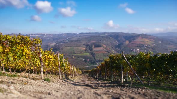 Vineyard Landscape of Piedmont 07 motion