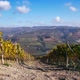 Vineyard Landscape of Piedmont 07 motion - VideoHive Item for Sale