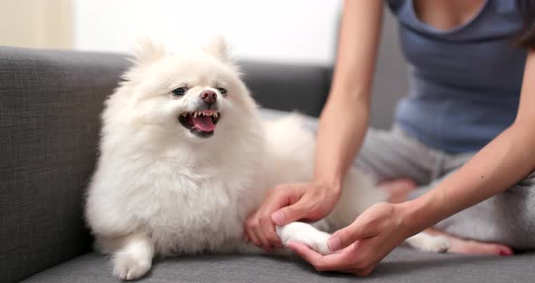 Pomeranian dog feeling angry when touch her hand and finger