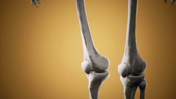 Full Human Skeleton Standing alt