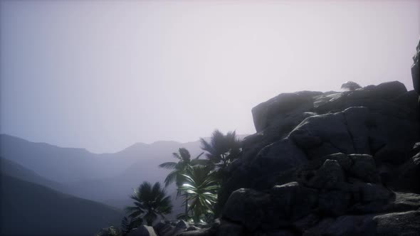  Mountain, Field Landscape with Palm Trees. Jungle. Aerial View