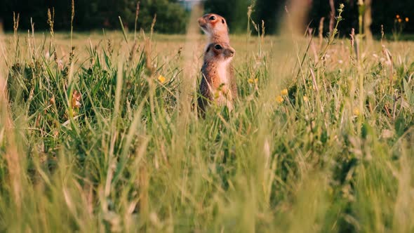 Two Young Gopher Looking for Food in a Lush Green Meadow. Gopher Stands on His Hind Legs and Looks