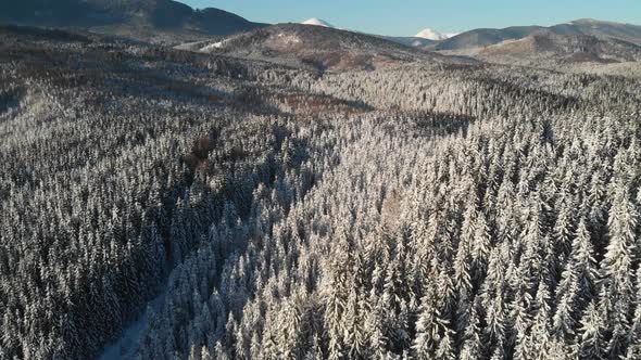 Winter Forest