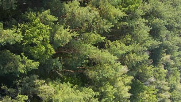 Vertical Video Aerial View of Trees in the Forest