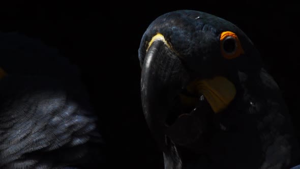 Closeup of a Lear's blue macaw breathing with another one at the background, Sandsotone wall at Bahi