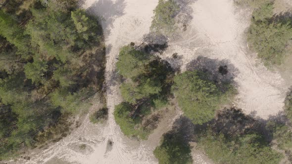 Coastal Forest Dunes On Baltic Sea Coast Curonian Spit. Nordic Dry Climate Zone.