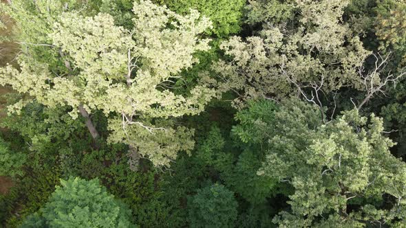 Aerial View of Green Forest in Summer. Ukraine